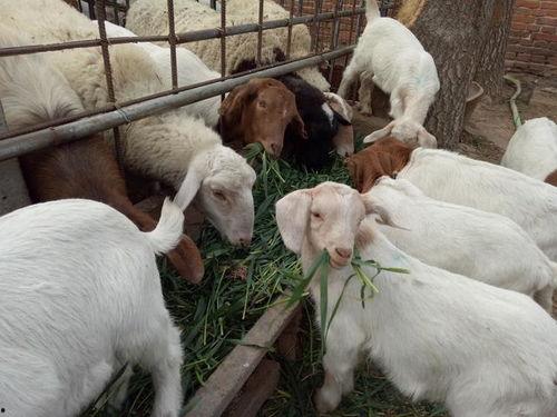 小羊羊爆料最新内容视频,揭秘视频背后的惊人真相! 第2张 小羊羊爆料最新内容视频,揭秘视频背后的惊人真相! 第2张